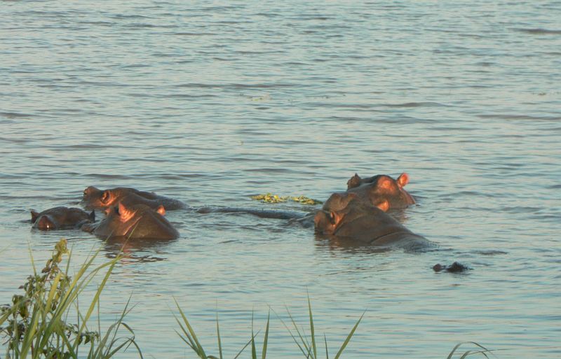 JAR 361_hroch.JPG - Hroši již tradiční atrakce všech vodních ploch v parku.